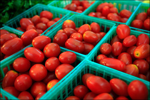 121231_florida_tomatoes_660