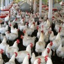 Image for In the News: U.S. Issues Warning on Salmonella Believed to Be Linked to a Poultry Farm, Public Interest Groups Sue FDA Demanding Records on Controversial Animal Growth Drugs, Food Day 2013