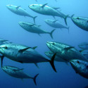 Image for Take Action: Urge NOAA to Strengthen Proposed Bluefin Tuna Protections,Thank Senator Mikulski for Striking Down the Monsanto Protection Act, Help Stop Oregon’s Monsanto Protection Act