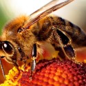 Image for Take Action: Endorse Two Critically Important Summer Nutrition Bills; The Decades of Deception Must Stop; Tell Bayer: Stop Selling Bee-Killing Pesticides