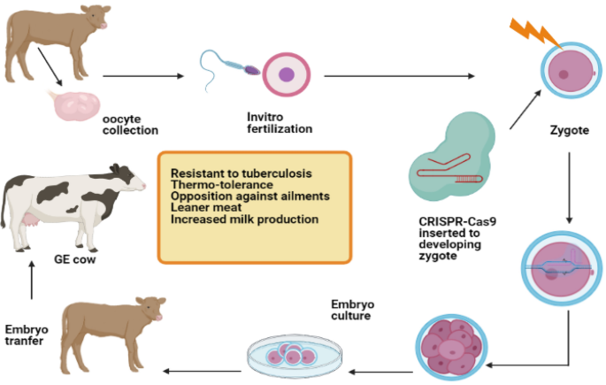 Take Action: Genetically Engineered Cow Meat will be Sold Without ...